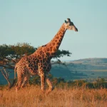 south africa