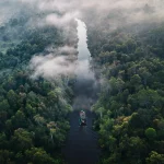 amazon jungle green trees under white clouds during daytime