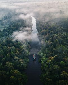 amazon jungle green trees under white clouds during daytime