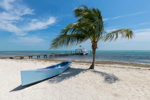 pensacola florida white canoe near palm tree