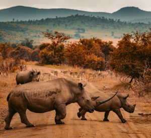 south africa three rhinos walking on farm road