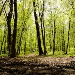Photo Transylvania (Romania)